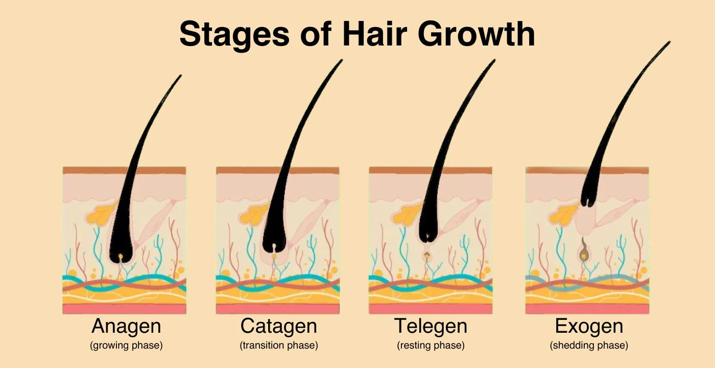 Why Is It Normal for Hair to Shed? Understanding the Hair Growth Cycle