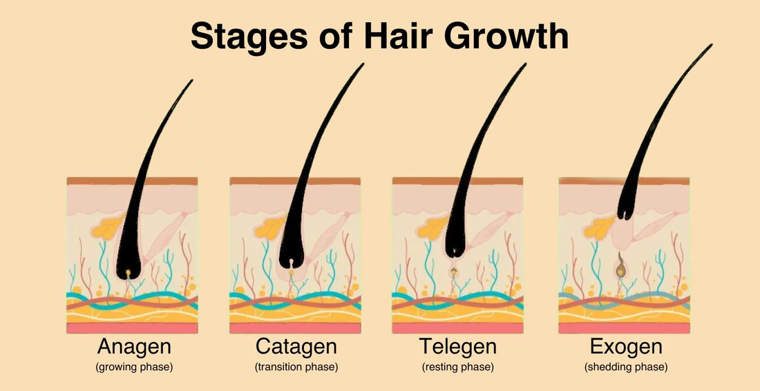 Why Is It Normal for Hair to Shed? Understanding the Hair Growth Cycle